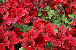 Aristo Velvet Red Geranium (Pelargonium 'Aristo Velvet Red') at Sargent's Nursery