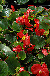 Super Olympia Red Begonia (Begonia 'Super Olympia Red') at Sargent's Nursery