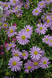 Blue Zephyr Brachyscome (Brachyscome 'Blue Zephyr') at Sargent's Nursery