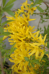 Gold Tide Forsythia (Forsythia x intermedia 'Courtasol') at Sargent's Nursery