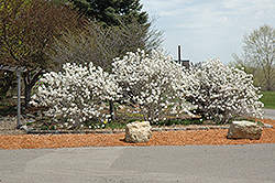 Royal Star Magnolia (Magnolia stellata 'Royal Star') at Sargent's Nursery
