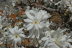 Royal Star Magnolia (Magnolia stellata 'Royal Star') at Sargent's Nursery
