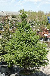 North Star Spruce (Picea glauca 'North Star') at Sargent's Nursery