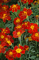 Safari Red Marigold (Tagetes patula 'Safari Red') at Sargent's Nursery