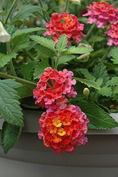 Landmark Sunrise Rose Lantana (Lantana camara 'Landmark Sunrise Rose') at Sargent's Nursery