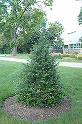 Canaan Fir (Abies balsamea 'var. phanerolepis') at Sargent's Nursery