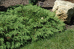 Russian Cypress (Microbiota decussata) at Sargent's Nursery