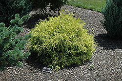 Golden Mop Falsecypress (Chamaecyparis pisifera 'Golden Mop') at Sargent's Nursery