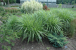 Silberfeder Maiden Grass (Miscanthus sinensis 'Silberfeder') at Sargent's Nursery
