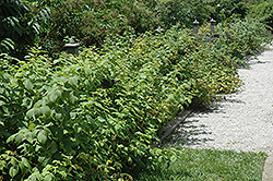 Heritage Raspberry (Rubus 'Heritage') at Sargent's Nursery