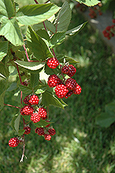 Heritage Raspberry (Rubus 'Heritage') at Sargent's Nursery
