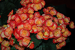 Carneval Begonia (Begonia x hiemalis 'Carneval') at Sargent's Nursery