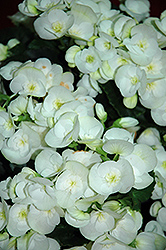 Clara Begonia (Begonia x hiemalis  'Clara') at Sargent's Nursery