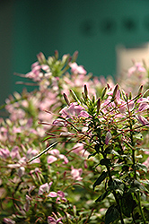 Clio Magenta Spiderflower (Cleome 'Clio Magenta') at Sargent's Nursery