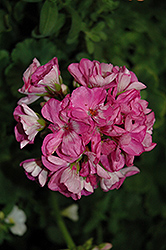 Survivor Indigo Sky Geranium (Pelargonium 'Survivor Indigo Sky') at Sargent's Nursery