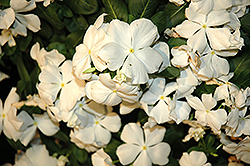 Cora White Vinca (Catharanthus roseus 'Cora White') at Sargent's Nursery