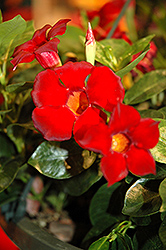 Rio Dark Red Mandevilla (Mandevilla 'Rio Dark Red') at Sargent's Nursery