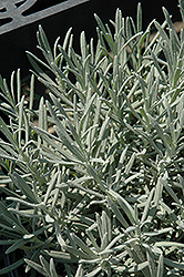 Phenomenal Lavender (Lavandula x intermedia 'Phenomenal') at Sargent's Nursery