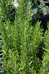 Barbeque Rosemary (Rosmarinus officinalis 'Barbeque') at Sargent's Nursery