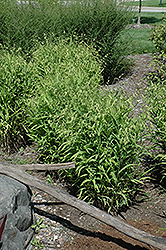 Northern Sea Oats (Chasmanthium latifolium) at Sargent's Nursery