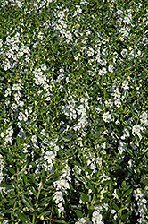 Angelface White Angelonia (Angelonia angustifolia 'Anwhitim') at Sargent's Nursery