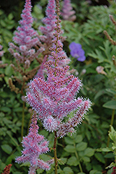 Purple Candles Astilbe (Astilbe chinensis 'Purple Candles') at Sargent's Nursery