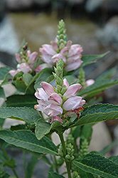 Turtlehead (Chelone glabra) at Sargent's Nursery