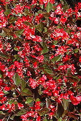 Whopper Red Bronze Leaf Begonia (Begonia 'Whopper Red Bronze Leaf') at Sargent's Nursery
