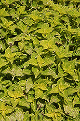 Electric Lime Coleus (Solenostemon scutellarioides 'Electric Lime') at Sargent's Nursery