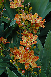 Freckle Face Blackberry Lily (Belamcanda chinensis 'Freckle Face') at Sargent's Nursery