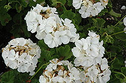 Pinto Premium White Geranium (Pelargonium 'Pinto Premium White') at Sargent's Nursery