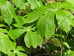 Mayapple (Podophyllum peltatum) at Sargent's Nursery