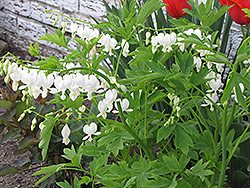 White Bleeding Heart (Dicentra spectabilis 'Alba') at Sargent's Nursery