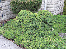 Dwarf Japgarden Juniper (Juniperus procumbens 'Nana') at Sargent's Nursery