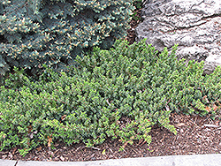 Dwarf Japanese Garden Juniper (Juniperus procumbens 'Nana') at Sargent's Nursery