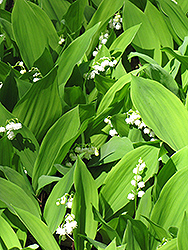 Lily-Of-The-Valley (Convallaria majalis) at Sargent's Nursery