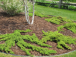 Dwarf Japgarden Juniper (Juniperus procumbens 'Nana') at Sargent's Nursery