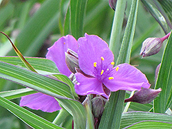 Concord Grape Spiderwort (Tradescantia x andersoniana 'Concord Grape') at Sargent's Nursery
