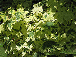 Variegated Norway Maple (Acer platanoides 'Variegatum') at Sargent's Nursery