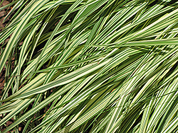 Variegated Moor Grass (Molinia caerulea 'Variegata') at Sargent's Nursery