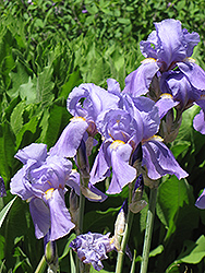 Golden Variegated Sweet Iris (Iris pallida 'Aureovariegata') at Sargent's Nursery