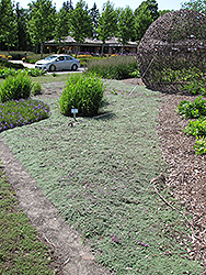 Wooly Thyme (Thymus pseudolanuginosis) at Sargent's Nursery