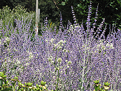 Little Spire Russian Sage (Perovskia 'Little Spire') at Sargent's Nursery