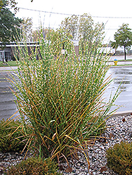 Porcupine Grass (Miscanthus sinensis 'Strictus') at Sargent's Nursery