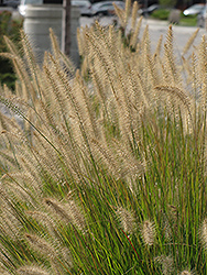 Hameln Dwarf Fountain Grass (Pennisetum alopecuroides 'Hameln') at Sargent's Nursery