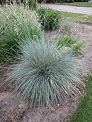 Blue Oat Grass (Helictotrichon sempervirens) at Sargent's Nursery