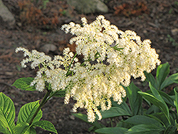 Chestnut Rodgersia (Rodgersia aesculifolia) at Sargent's Nursery