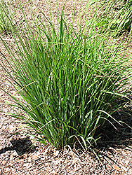 Moorhexe Purple Moor Grass (Molinia caerulea 'Moorhexe') at Sargent's Nursery
