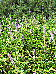 Apollo Culver's Root (Veronicastrum virginicum 'Apollo') at Sargent's Nursery