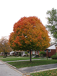 Autumn Radiance Red Maple (Acer rubrum 'Autumn Radiance') at Sargent's Nursery